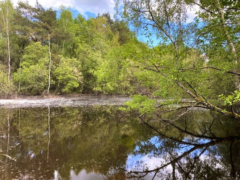 Etang avec clairière - photo 4