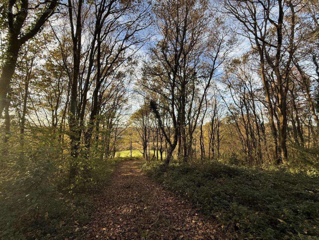 Terrain à BRASSEMPOUY