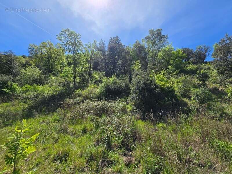 Terrain à QUINTILLAN