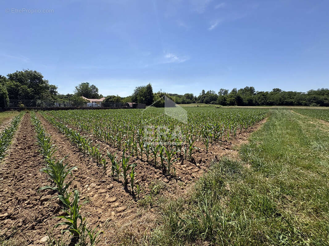 Terrain à JUILLAN
