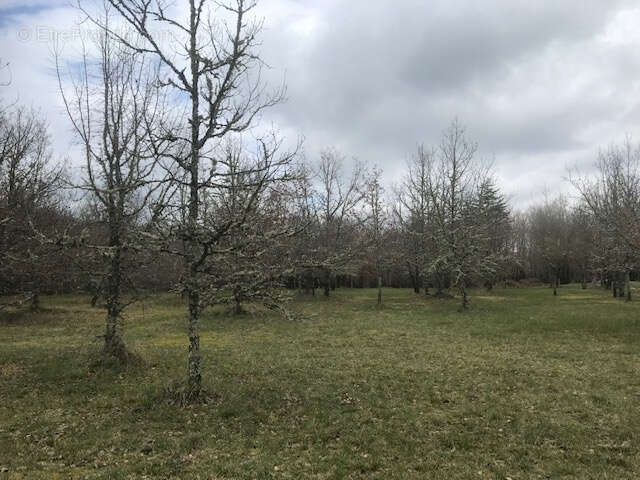 Terrain à CASTELNAU-MONTRATIER
