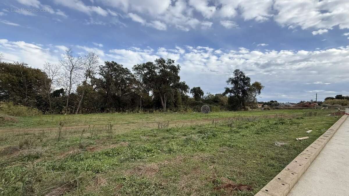 Terrain à POGGIO-MEZZANA