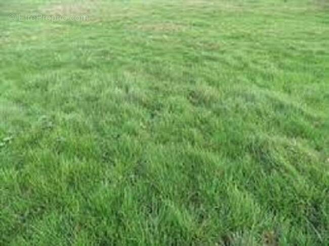 Terrain à CANNES-ECLUSE