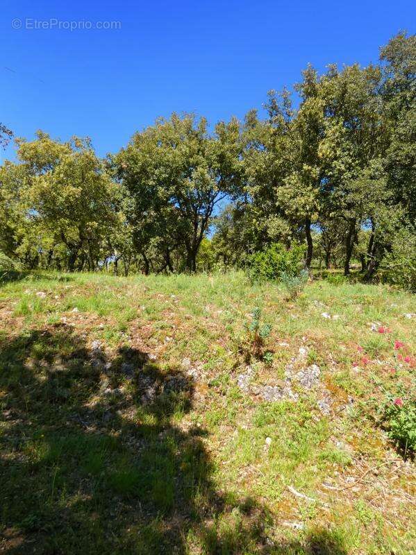 Terrain À Vendre 3867 m2 arboré - photo 2