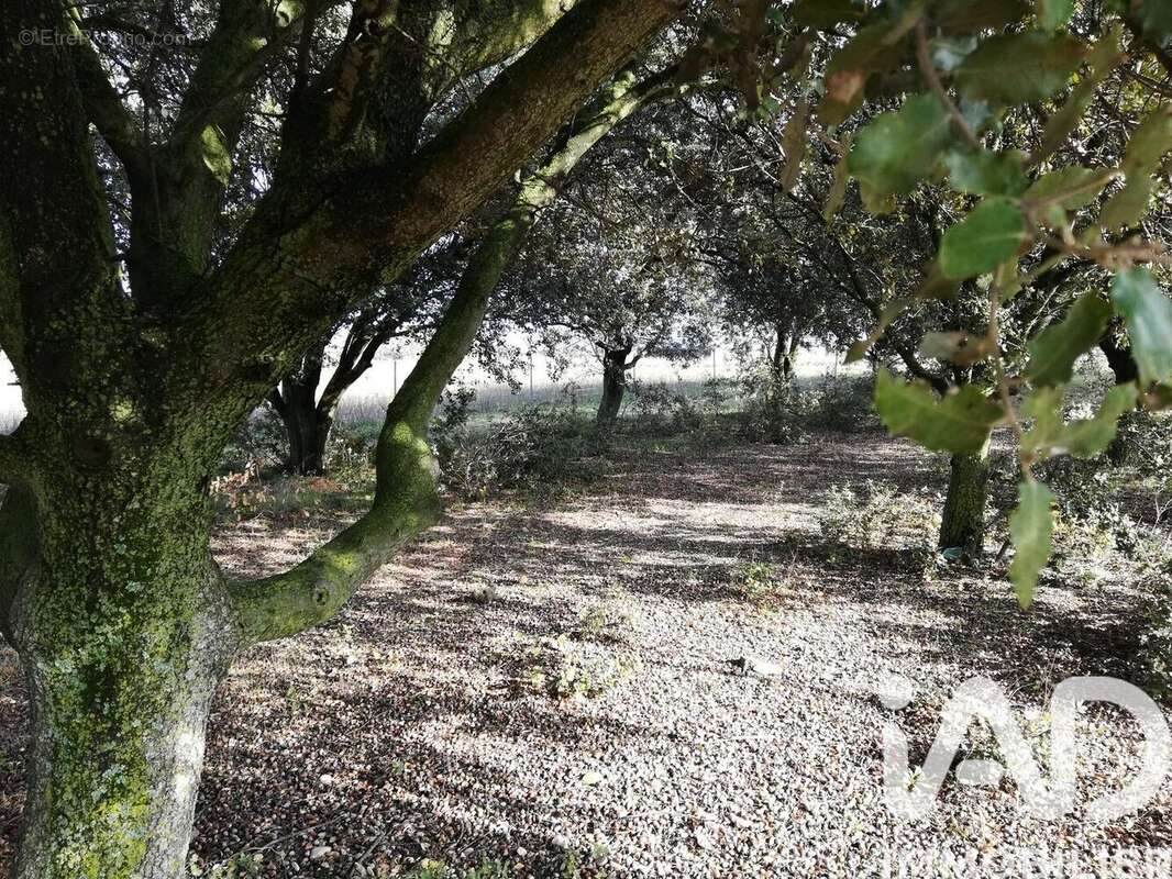 Photo 6 - Terrain à SAINTE-CECILE-LES-VIGNES
