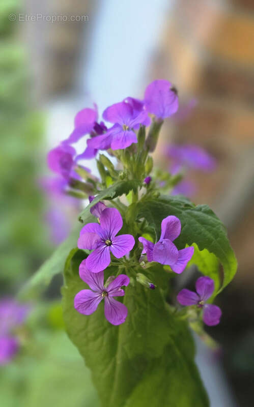 Appartement à CORMEILLES-EN-PARISIS