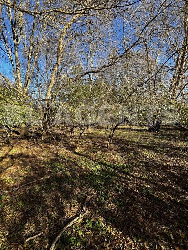 IMG_4975 - Terrain à BRAS