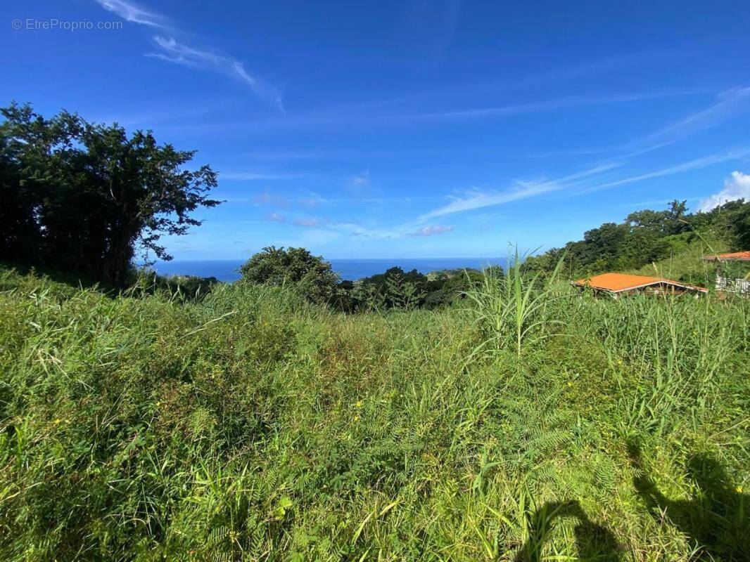 Terrain à LE MORNE-VERT