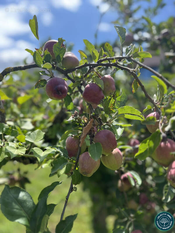 Terrain à WILLGOTTHEIM