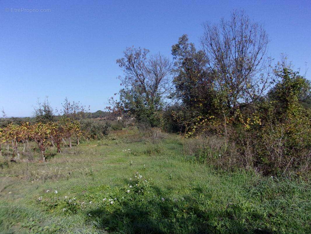 Terrain à SAINT-PONS-DE-MAUCHIENS