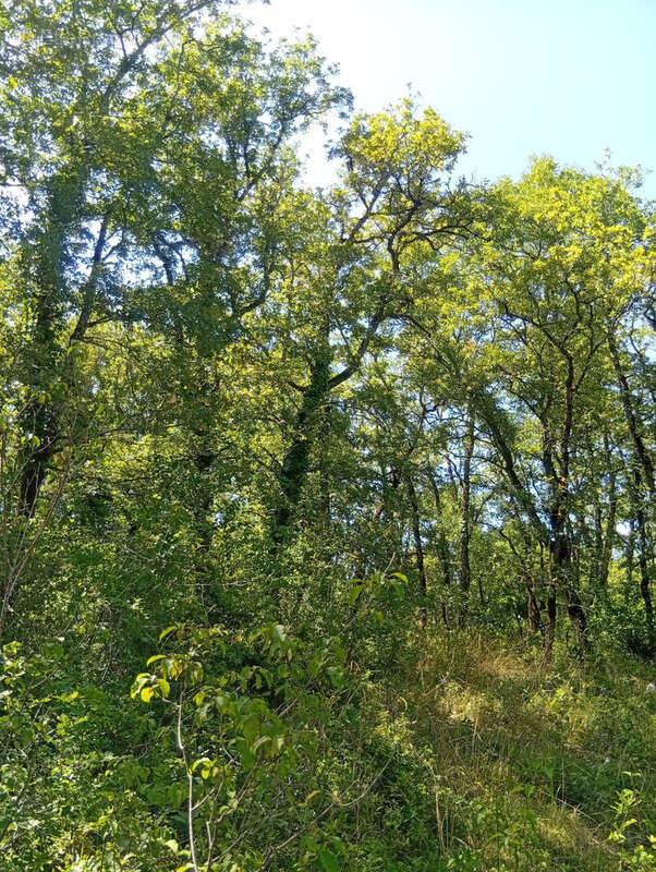 Terrain à LABASTIDE-DU-VERT