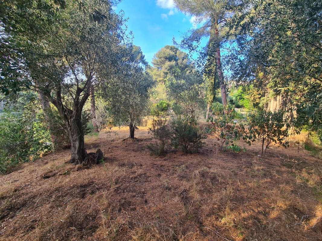Terrain à MENTON