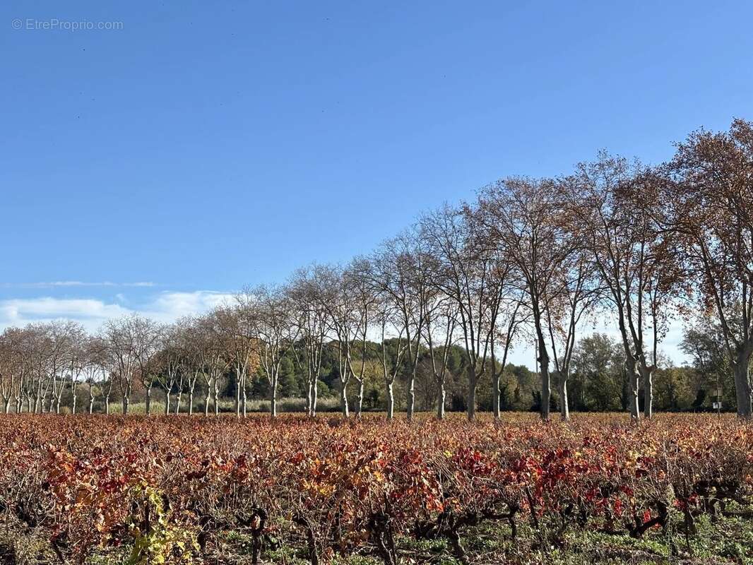 Maison à POUZOLS-MINERVOIS