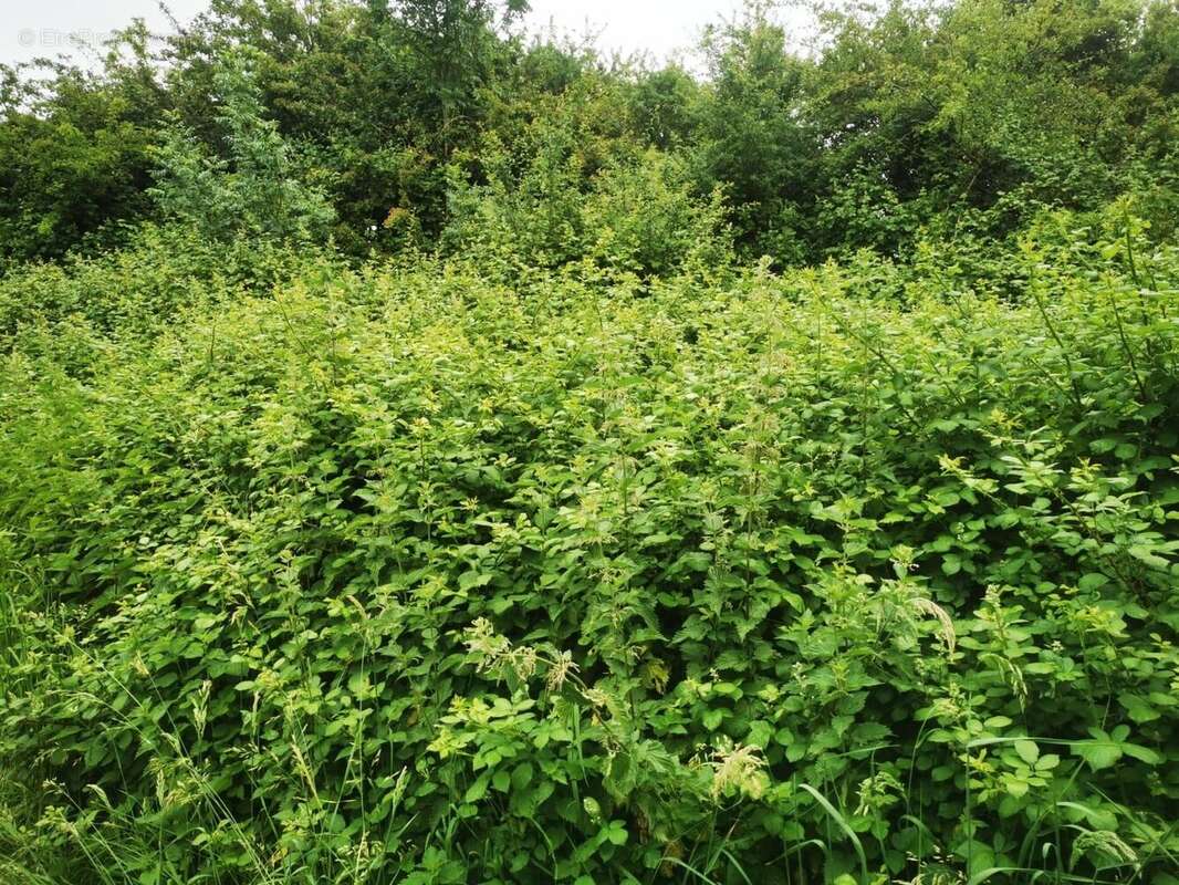 Terrain à TALMONT-SAINT-HILAIRE