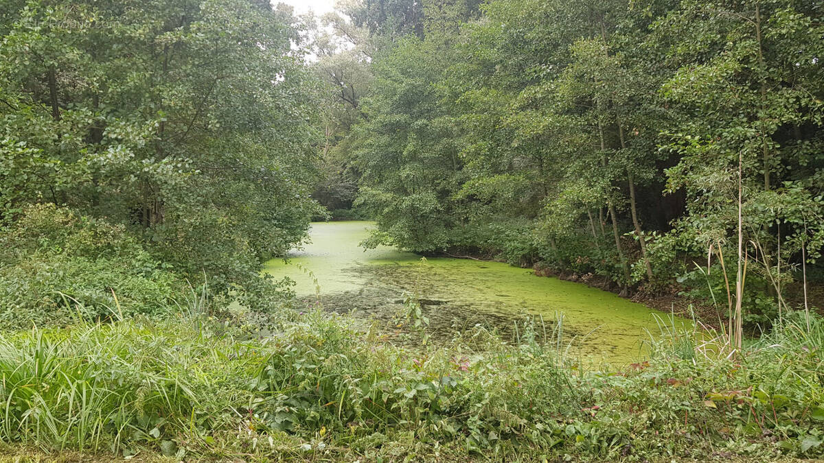 Terrain à VILLE-SUR-ANCRE