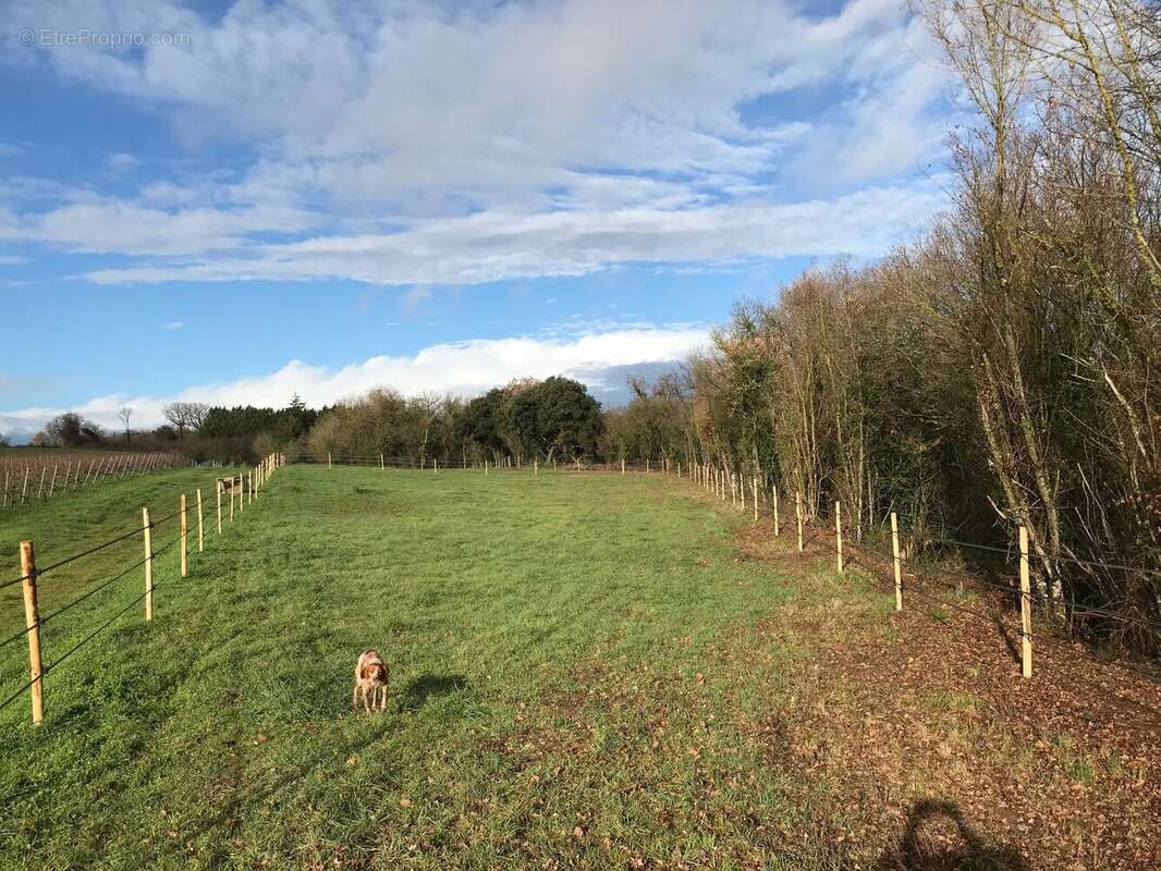Maison à CHATEAUNEUF-SUR-CHARENTE