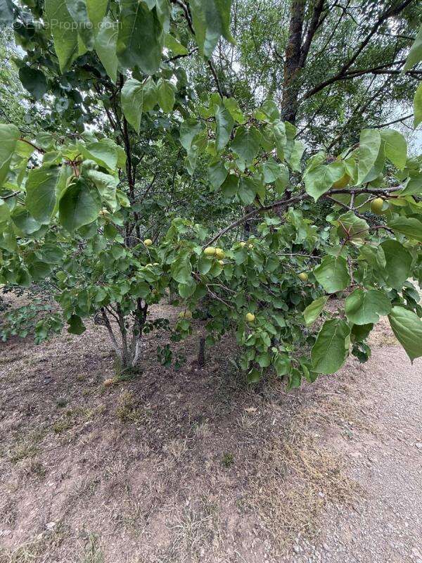 Terrain à CASTELNOU