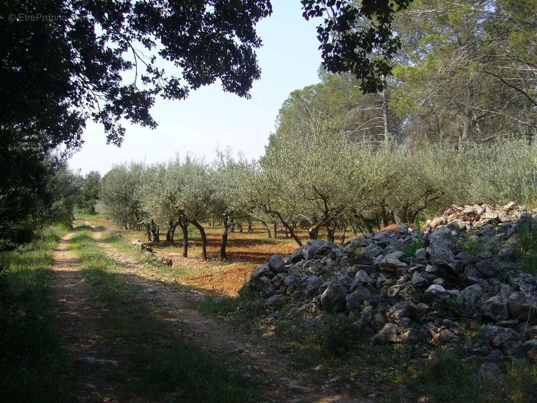 Maison à MONTFORT-SUR-ARGENS