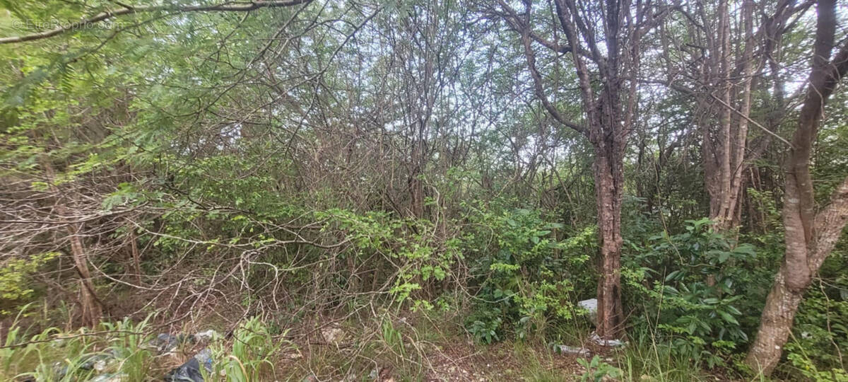 Terrain à SAINTE-ANNE