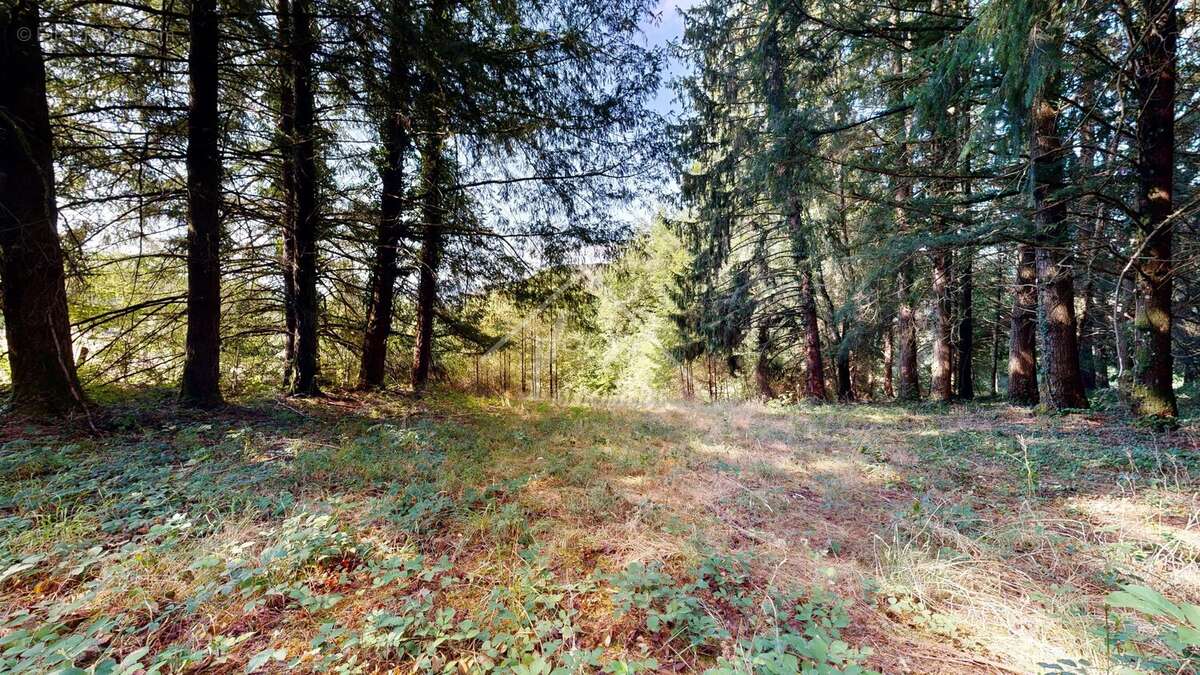Exclusivite bungalow sur 6000m2 de terrain - photo 9