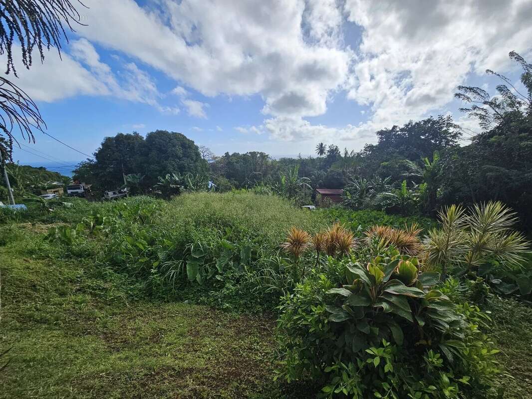 Terrain à SAINTE-MARIE
