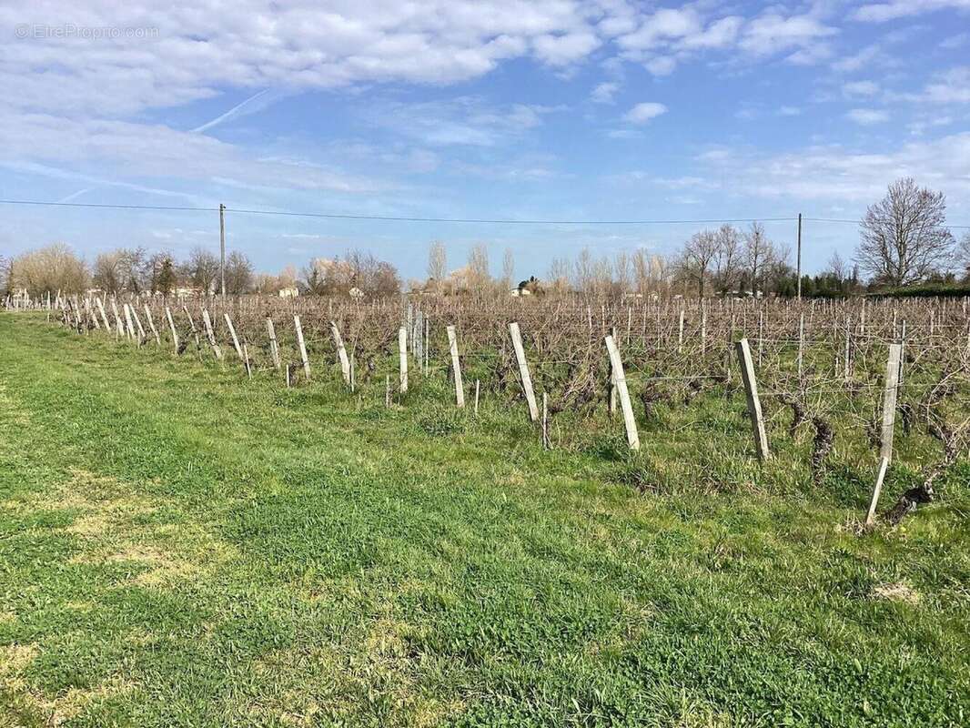 Terrain 1009 m² à Saint-Sulpice-De-Faleyrens  - photo 6