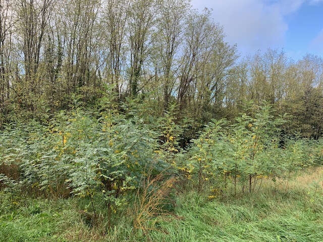 Terrain à SAINT-THOMAS-DE-CONAC