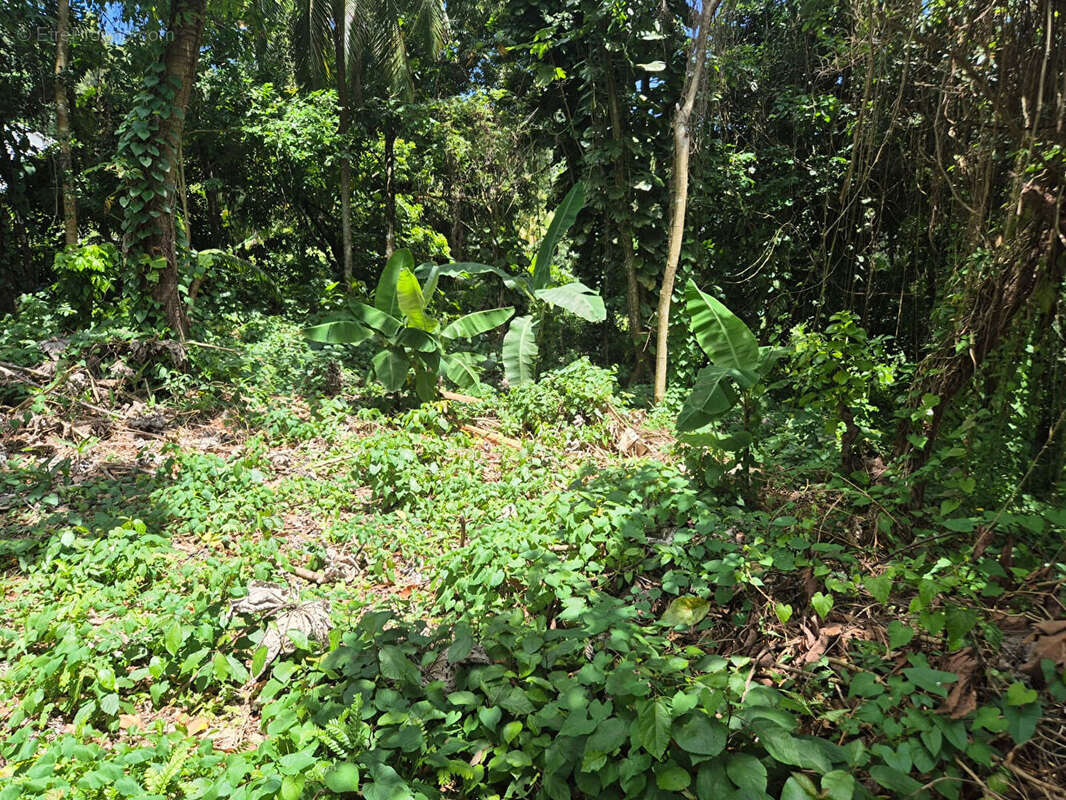 Terrain à LE LAMENTIN