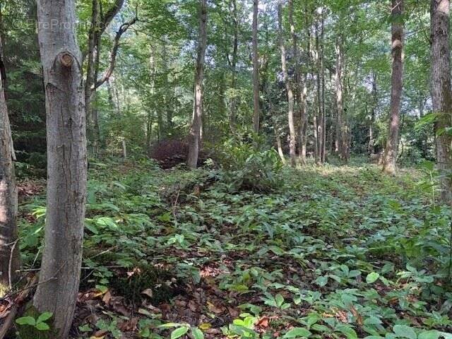 Terrain à CLAIREFONTAINE-EN-YVELINES