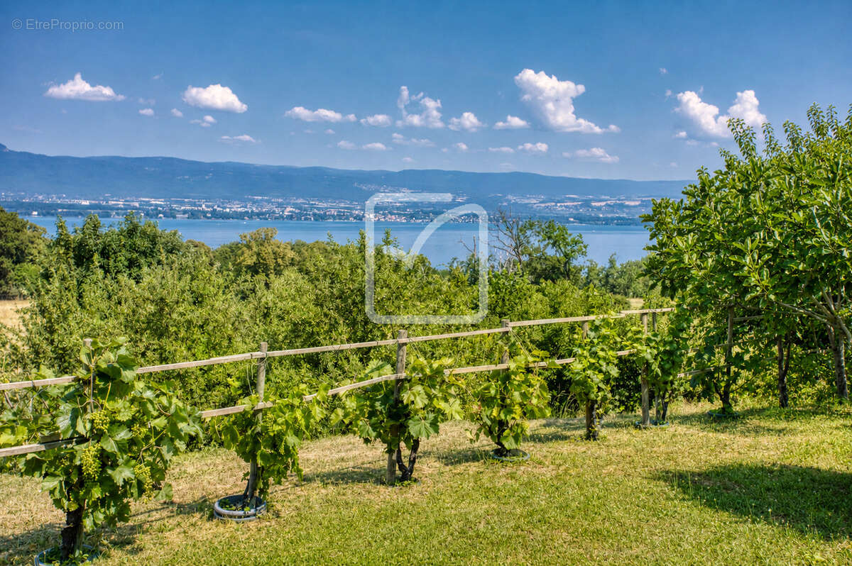 Maison à CHENS-SUR-LEMAN