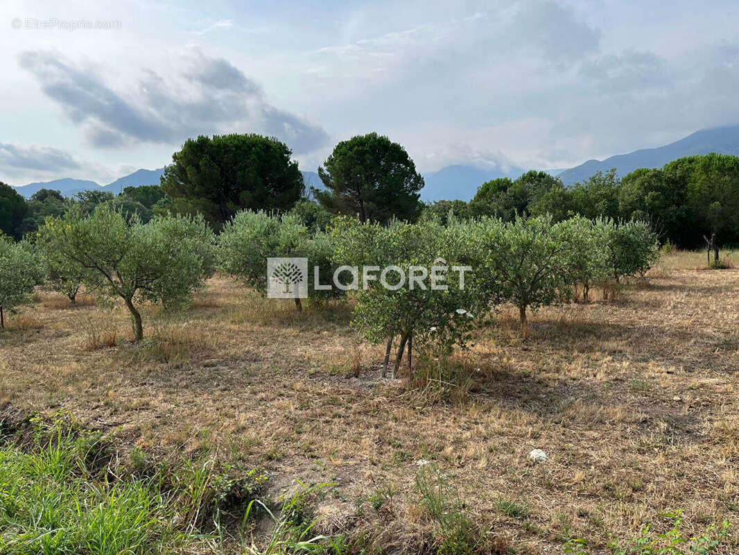 Terrain à LAROQUE-DES-ALBERES