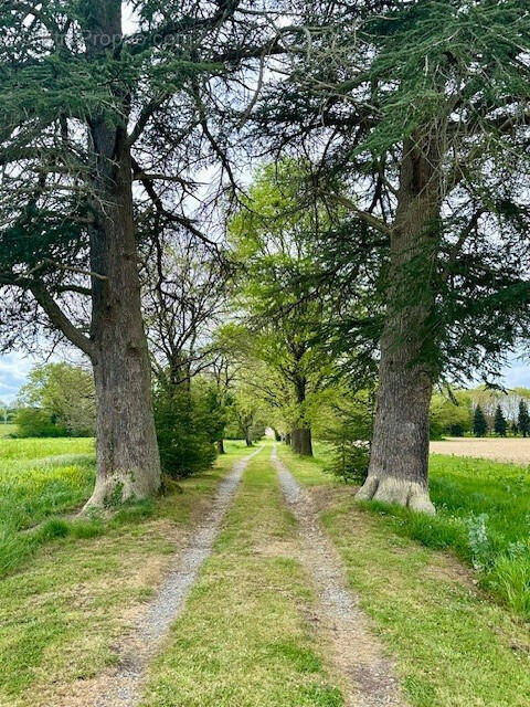 CHEMIN - Maison à MIRANDE