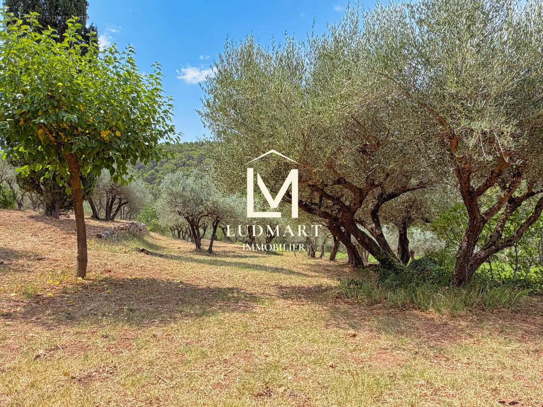 Lorgues   Domaine provençal de 11 hectares avec deux maisons indépendantes, deux piscines, vignoble AOP et oliveraie - photo 16