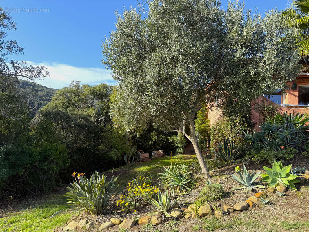 Maison à SARI-SOLENZARA