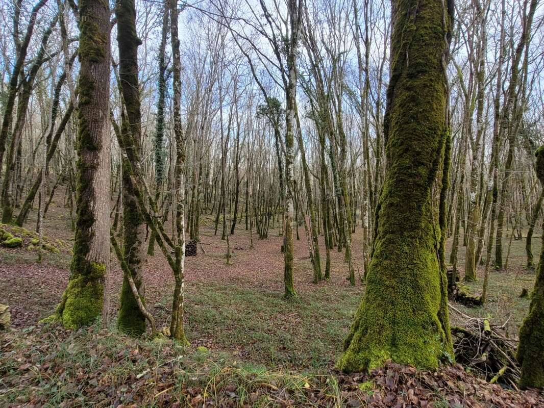 Propriete à vendre 10 pièces MAUZAC ET GRAND CASTANG (24) - photo 25