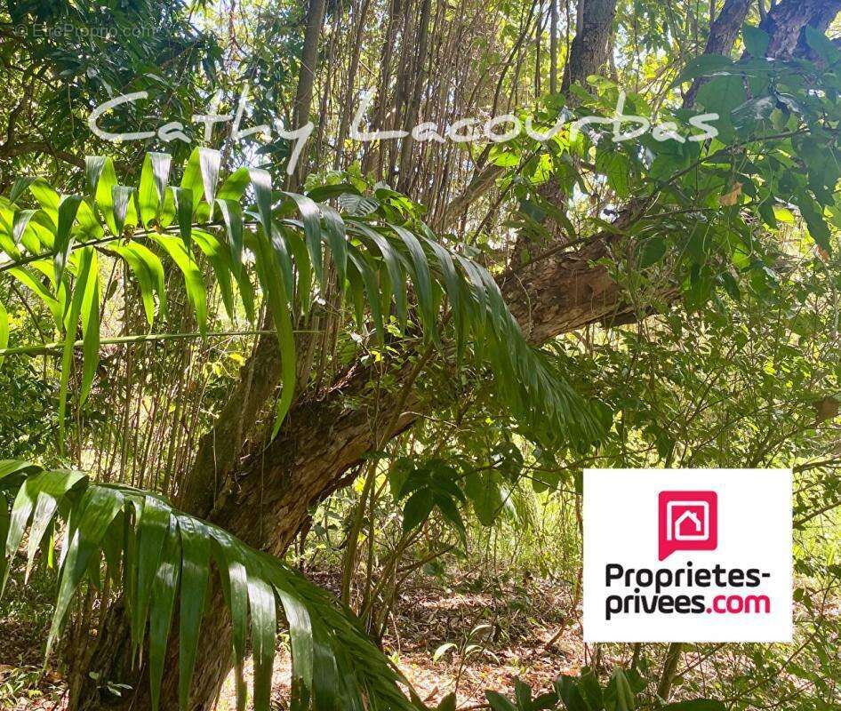 Terrain à POINTE-NOIRE