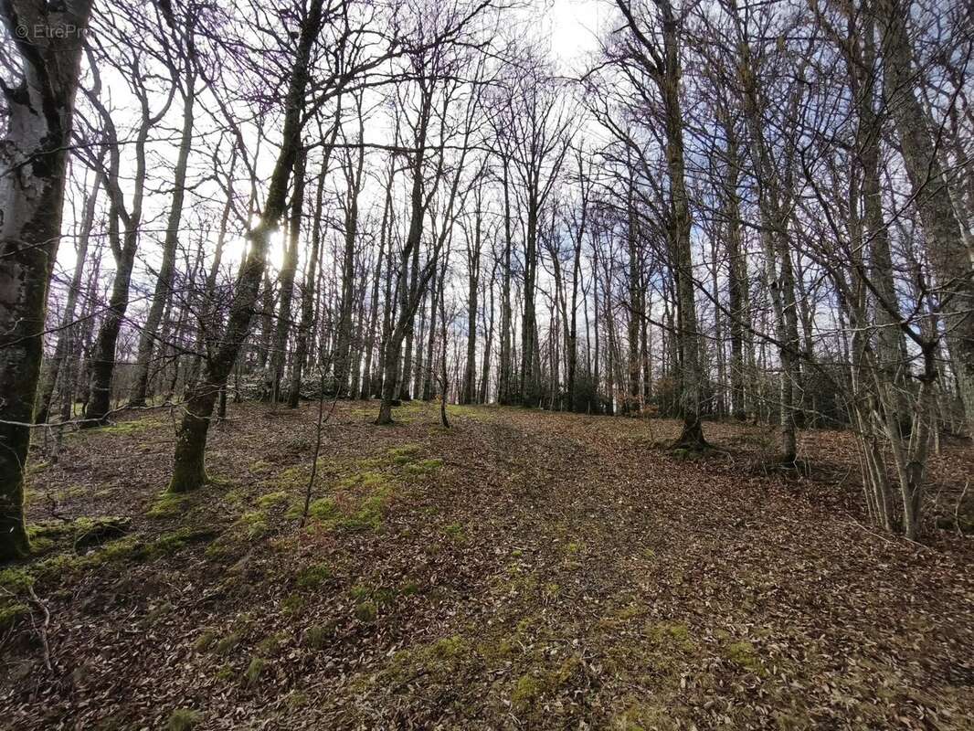 Terrain à PONT-DE-SALARS