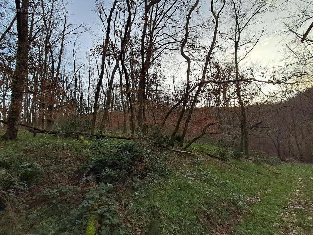 Photo 3 - Terrain à CHASSELAY