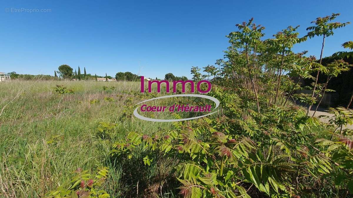 Terrain à SAINT-FELIX-DE-LODEZ