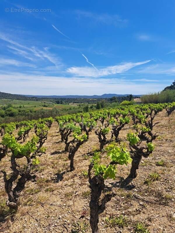 Terrain à MONTPEYROUX
