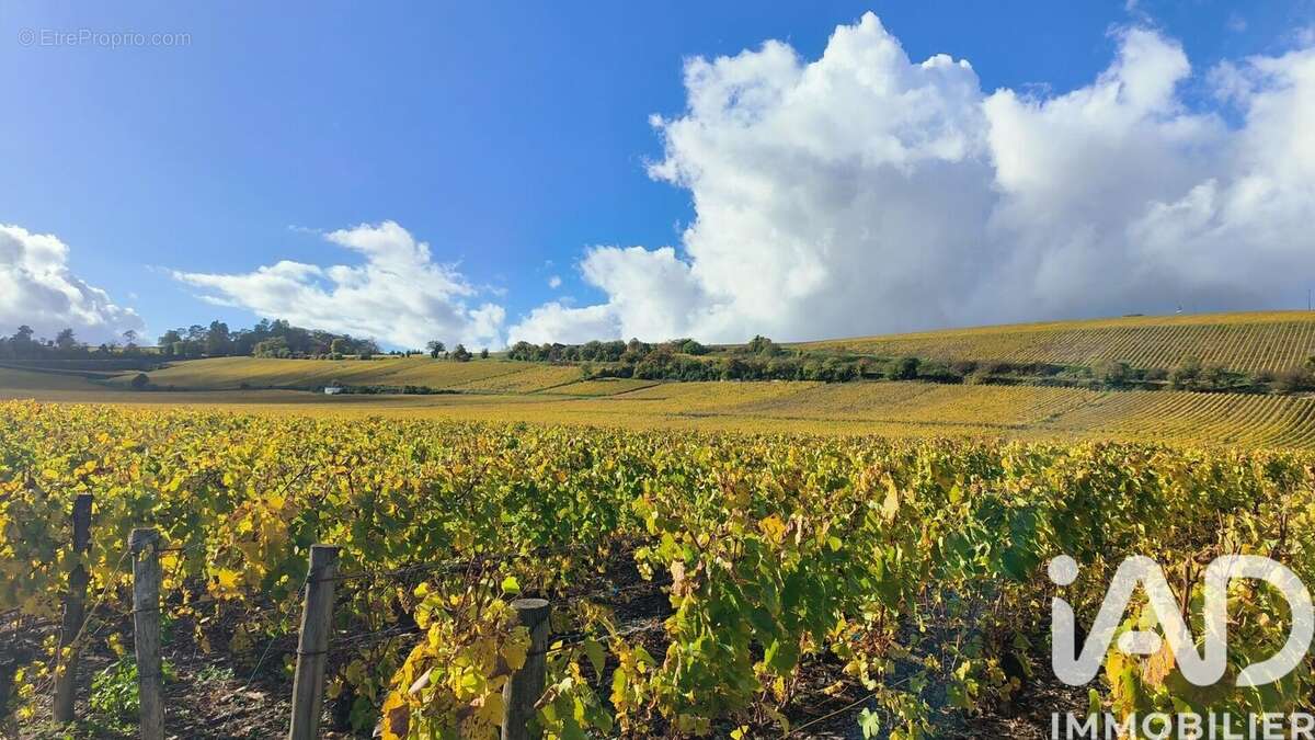 Photo 7 - Terrain à MONTGUEUX