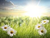 Terrain à SAINT-ROCH