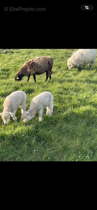 Terrain à HAUTEVILLE