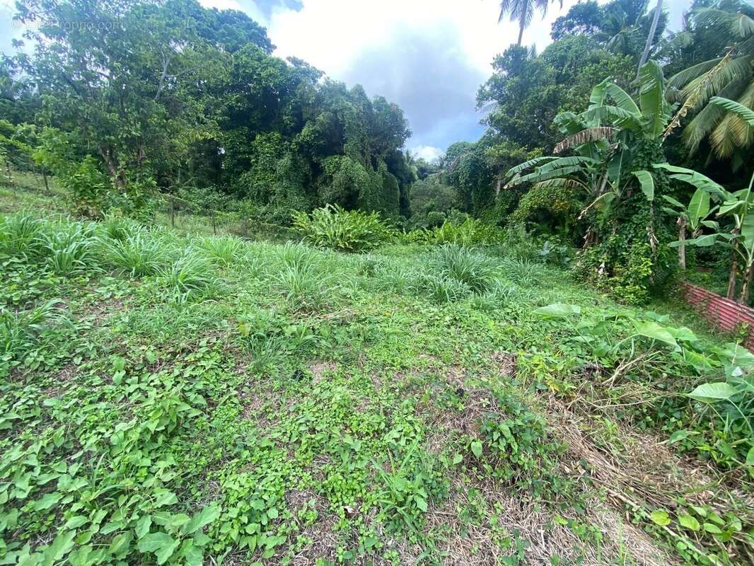 Terrain à LE ROBERT