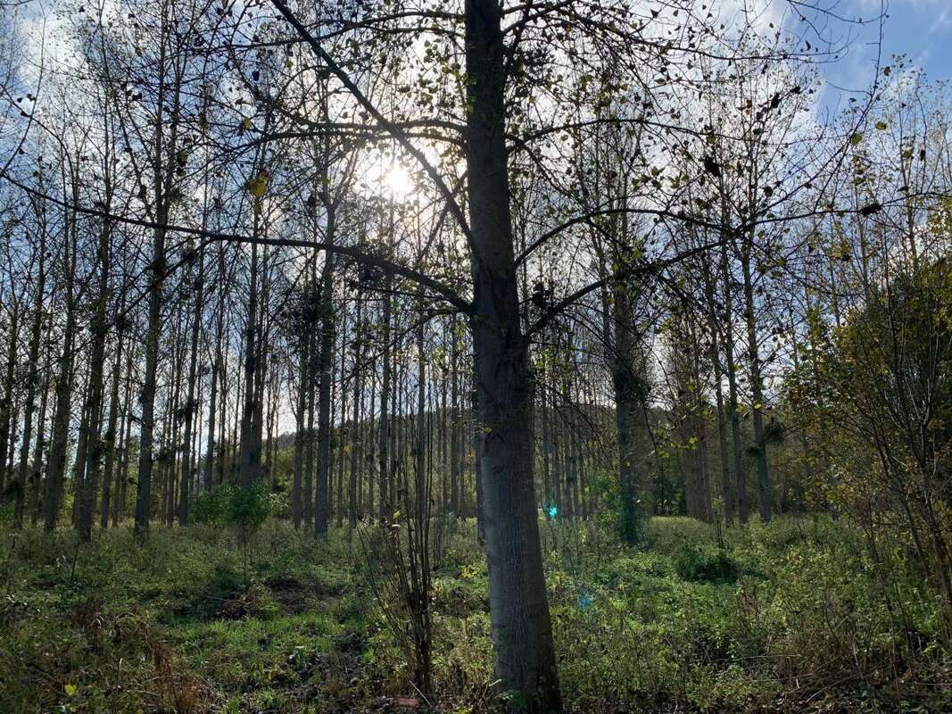 Terrain 88923 m² à Tordouet  - photo 4