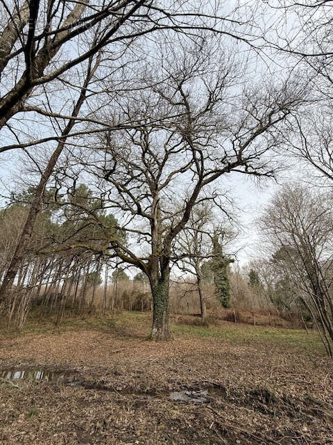 Terrain à SAINT-AIGULIN