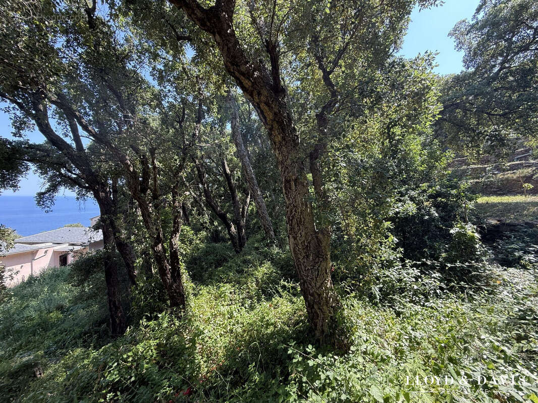 Terrain à BRANDO