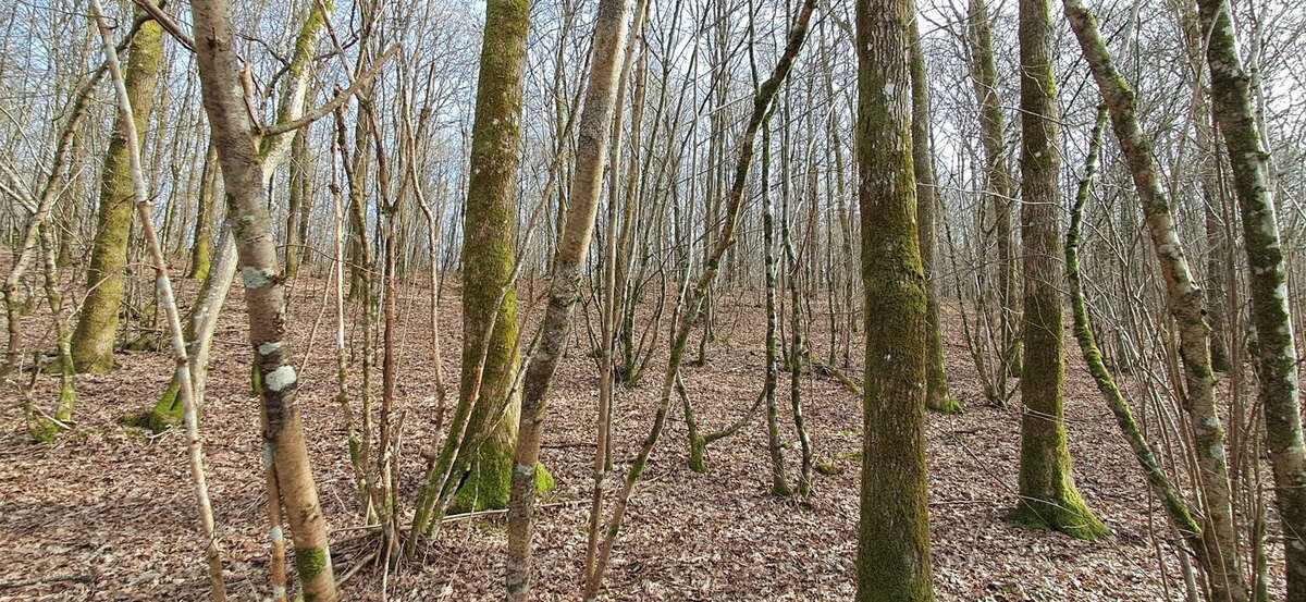 Terrain à GERNELLE