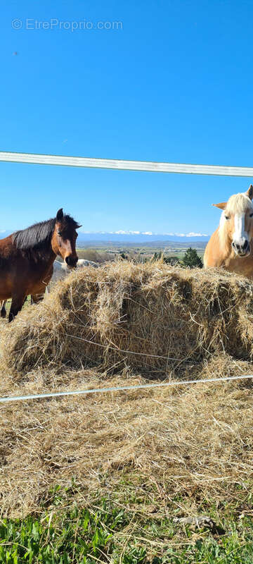 CINTEGABELLE- Fonds de commerce pension de chevaux et poney club - photo 12