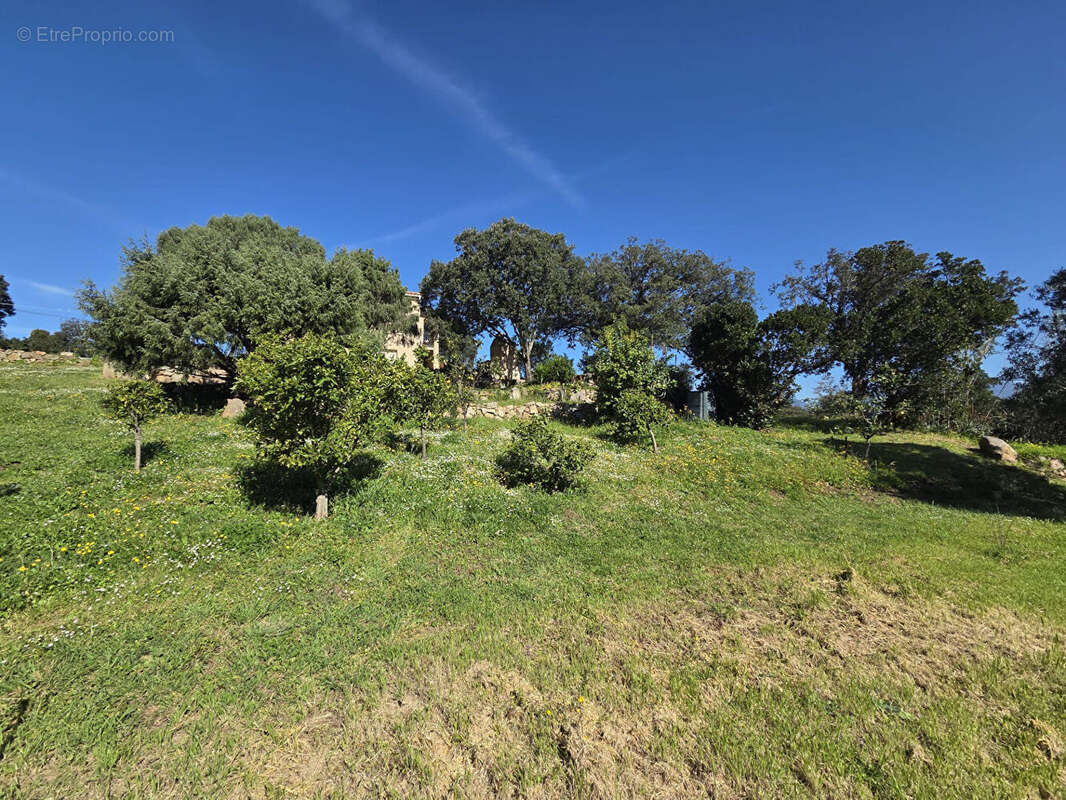 Maison à BELVEDERE-CAMPOMORO